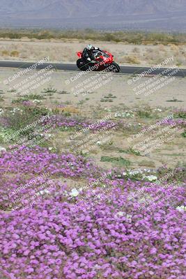 media/Feb-04-2023-SoCal Trackdays (Sat) [[8a776bf2c3]]/Turn 15 Inside Blooming (1050am)/